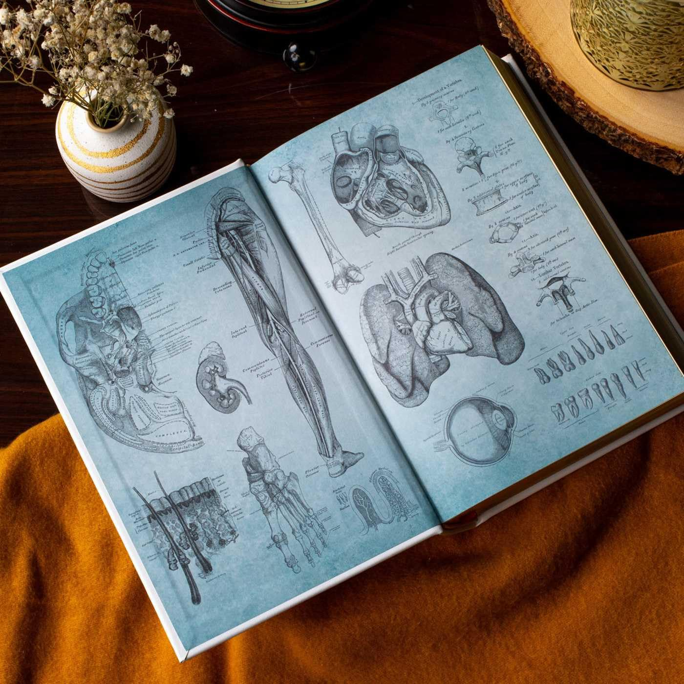 Gray'S Anatomy: Anatomy Descriptive and Surgical image number 1