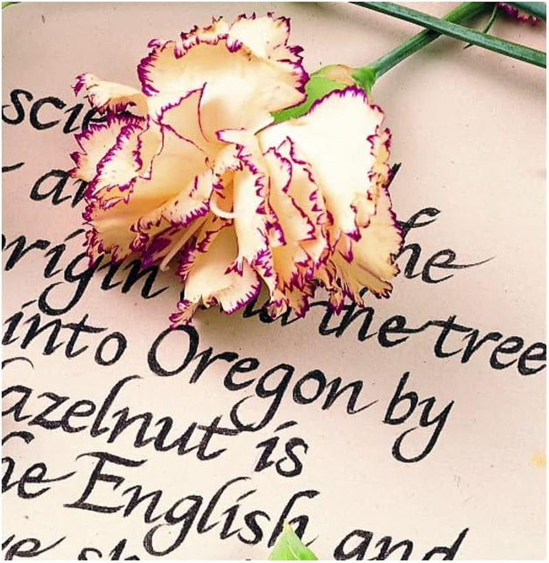 Staedtler Pigment Liner, 0.4Mm, Black Ink (308-0.4) image number 2