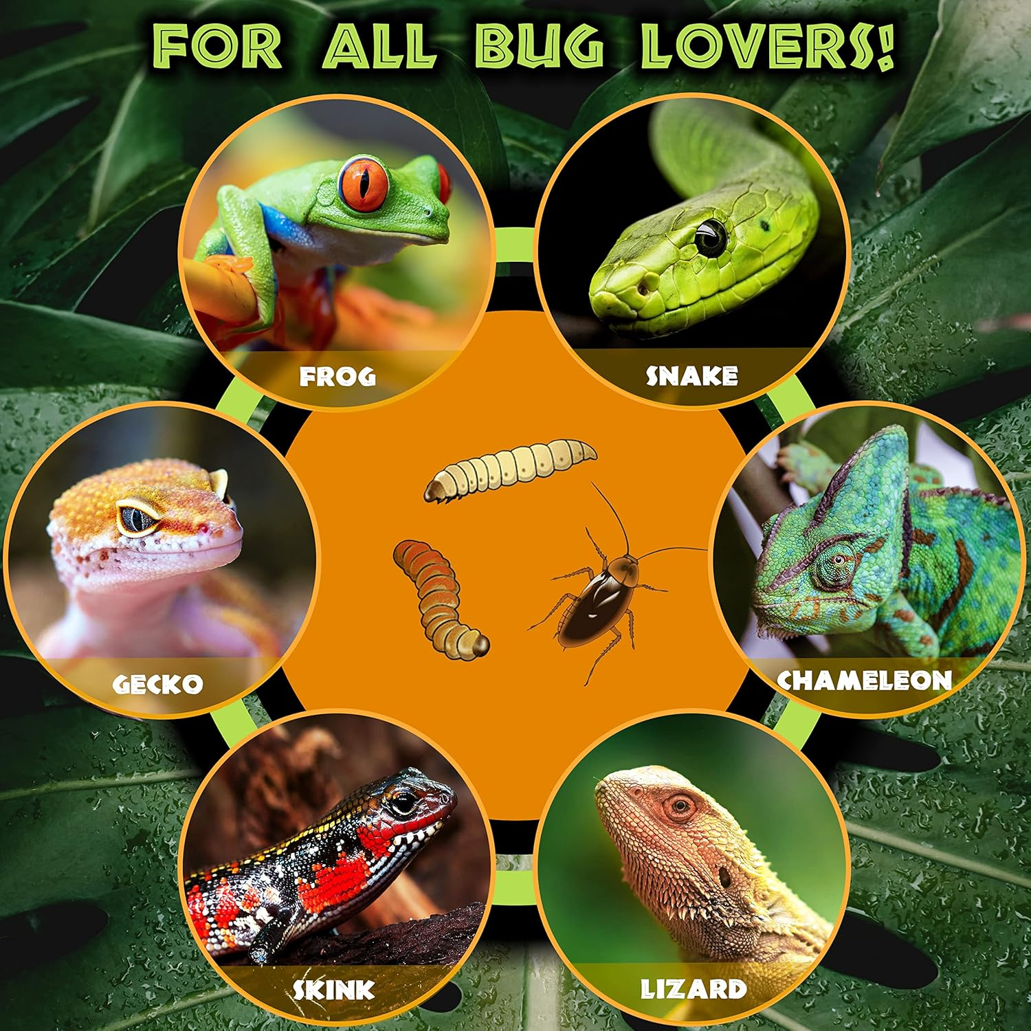 Reptile Worm Dish Bowl - Anti-Escape Ceramic Worm Dish Feeder for Lizard, Leopard Gecko, Bearded Dragon, Chameleon, Skink, Tegu, Snake, Mealworm, Superworm, Dubia Roaches (Large, Black)