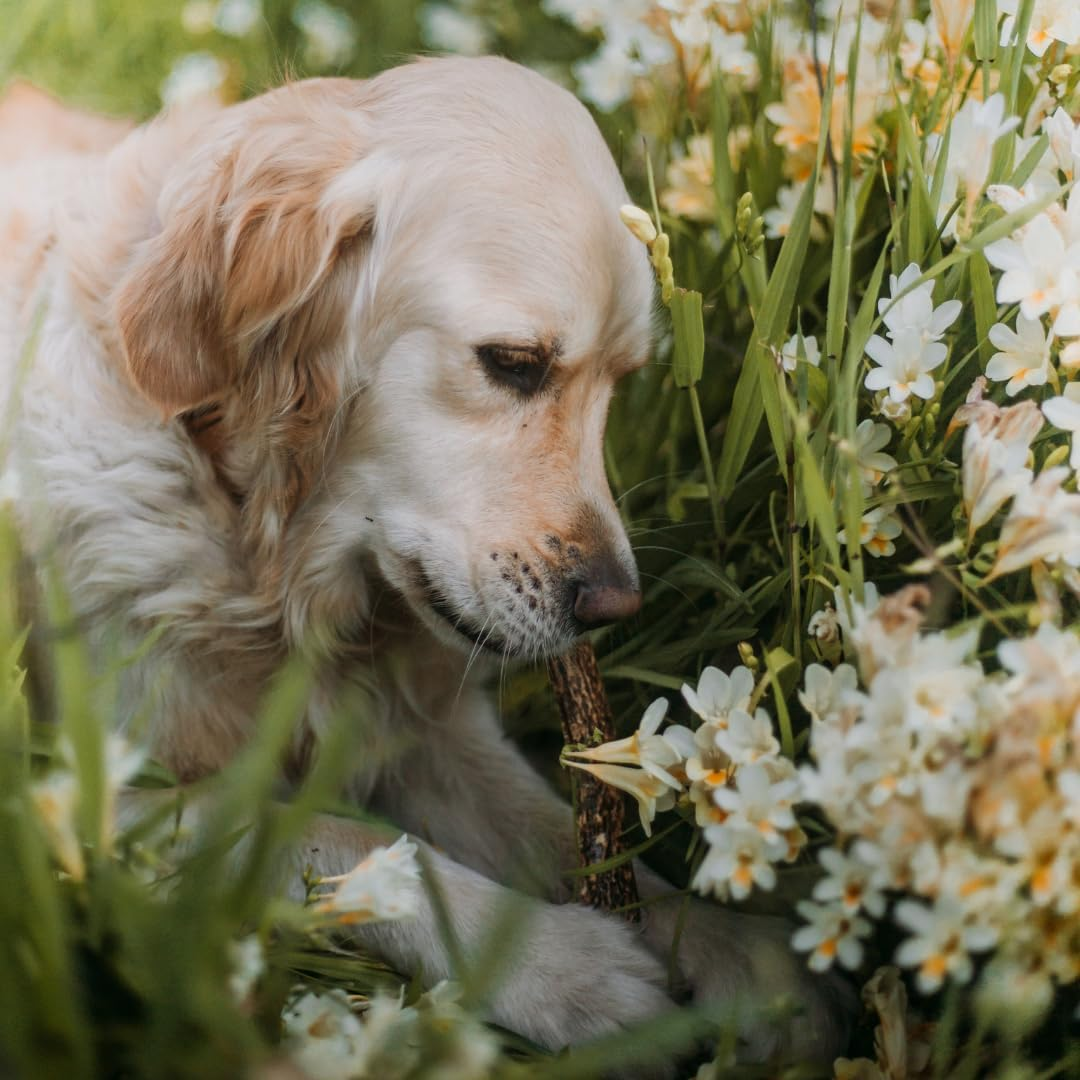 WAG Long Lasting Whole Antler Dog Treat, 4 Pack, Small