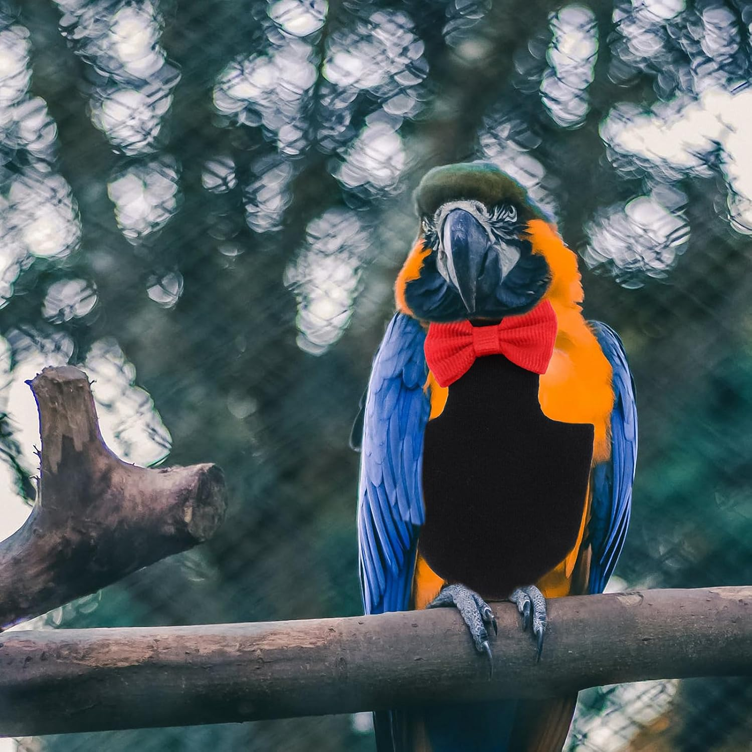 Balacoo Bird Diaper with Bow Bird Flight Suit for Budgie Parakeet Cockatiel Cockatoo African Macaw image number 6