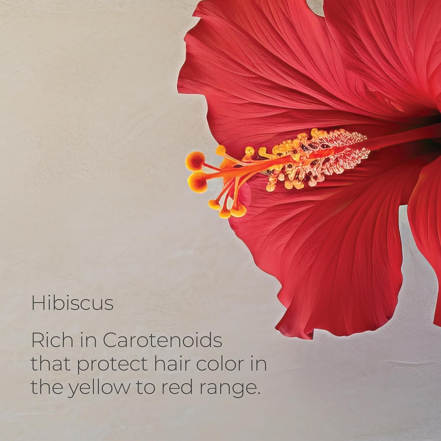 Healing Colorcare by L'Anza Silver Brightening Shampoo 300Ml image number 6