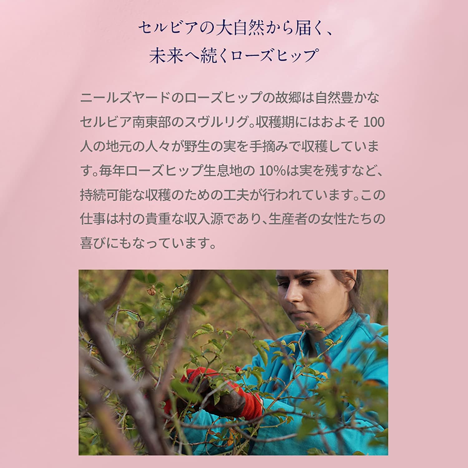 NEAL'S YARD REMEDIES Wild Rose Body Lotion (Milky Lotion for Body), Body Cream, 6.8 Fl Oz (200 Ml) image number 2