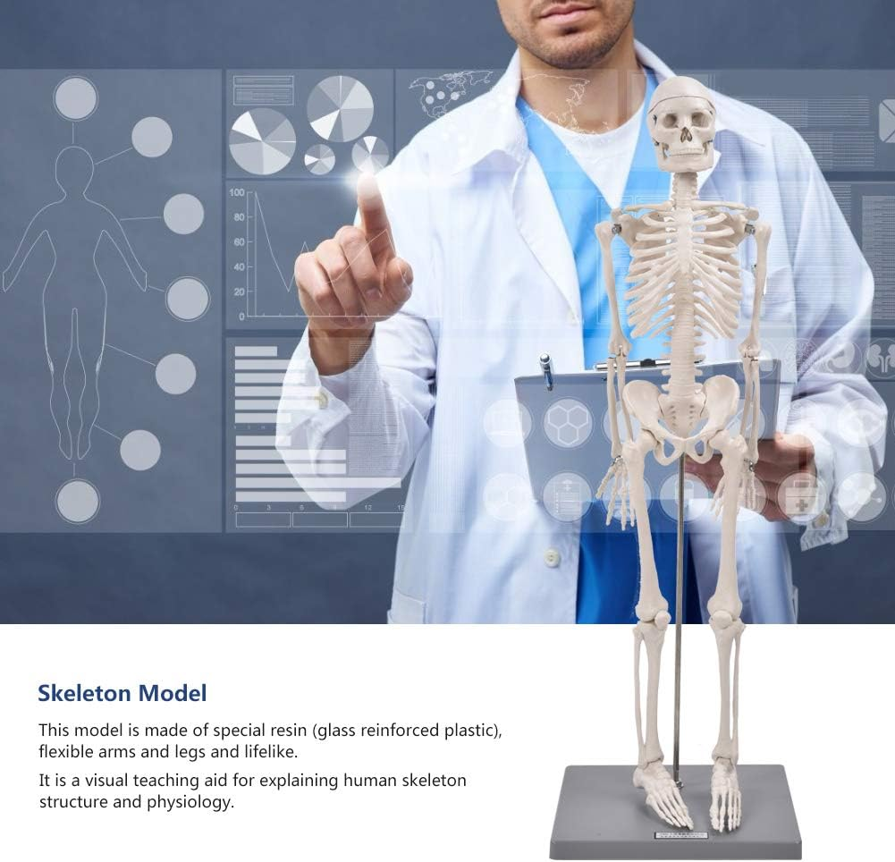 Skeleton Model, Teaching Skeleton Model Visual Easy to Use Lifelike for Schools Teaching Use for Display and Study image number 5
