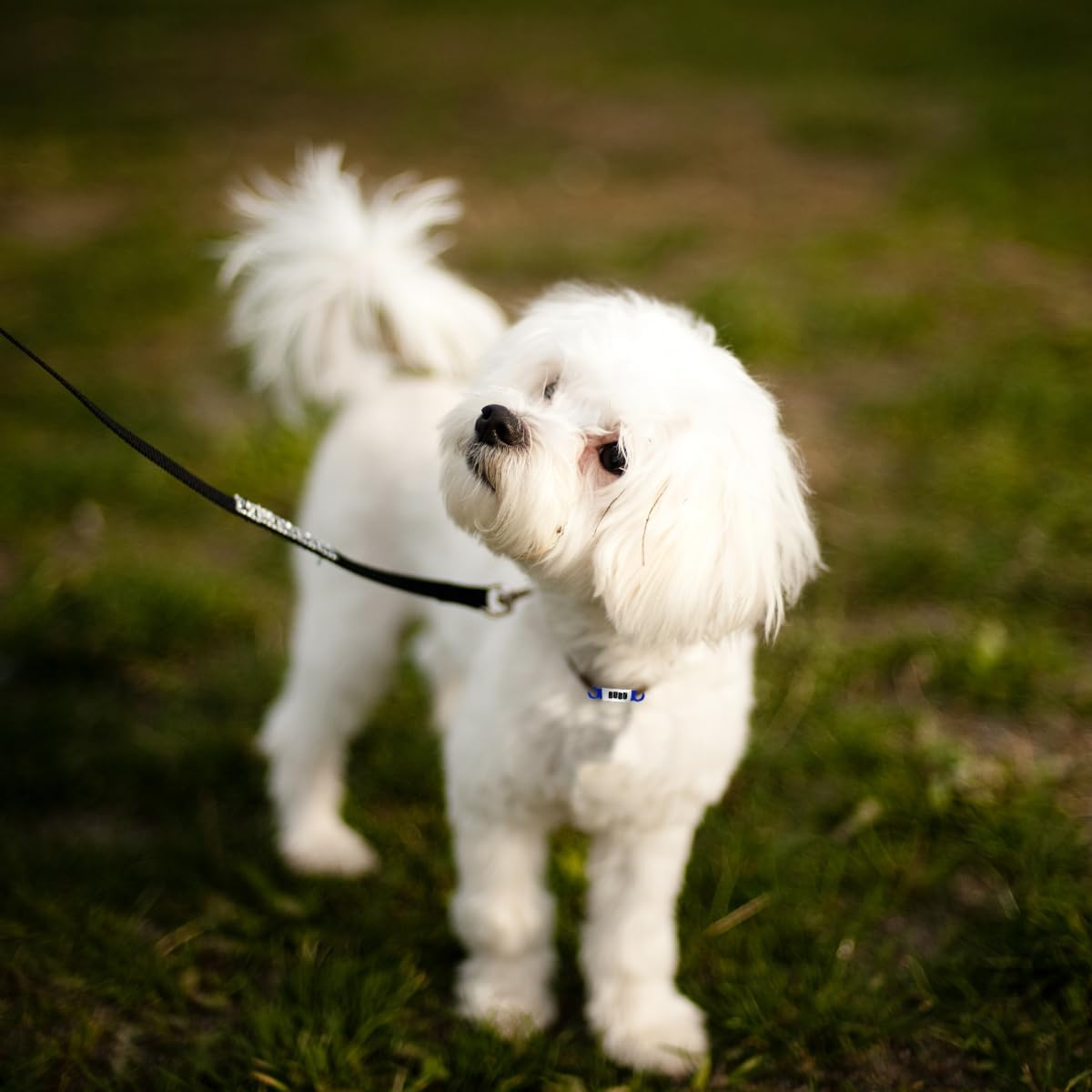 Pet ID Tags, 4 PCS Slide-On Pet Tags for Dogs, Cats (1.5 X 6.5Cm/0.59 X 2.55In) image number 5