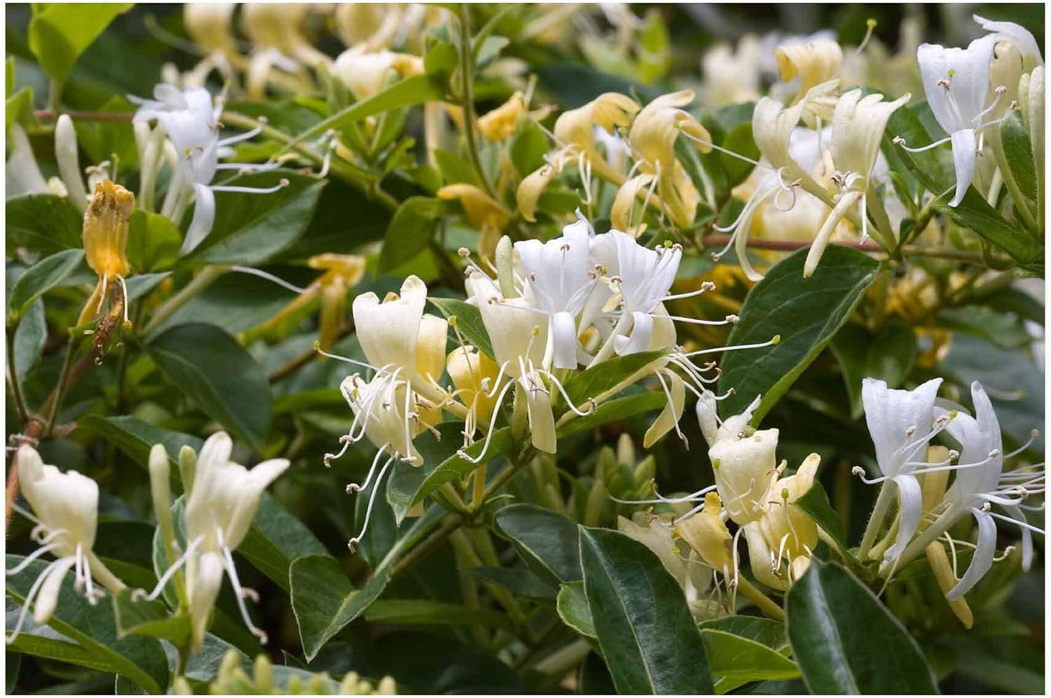 4X 100G Plant Oil Soap Honeysuckle Scent Pure Vegetable Base Bar Australian