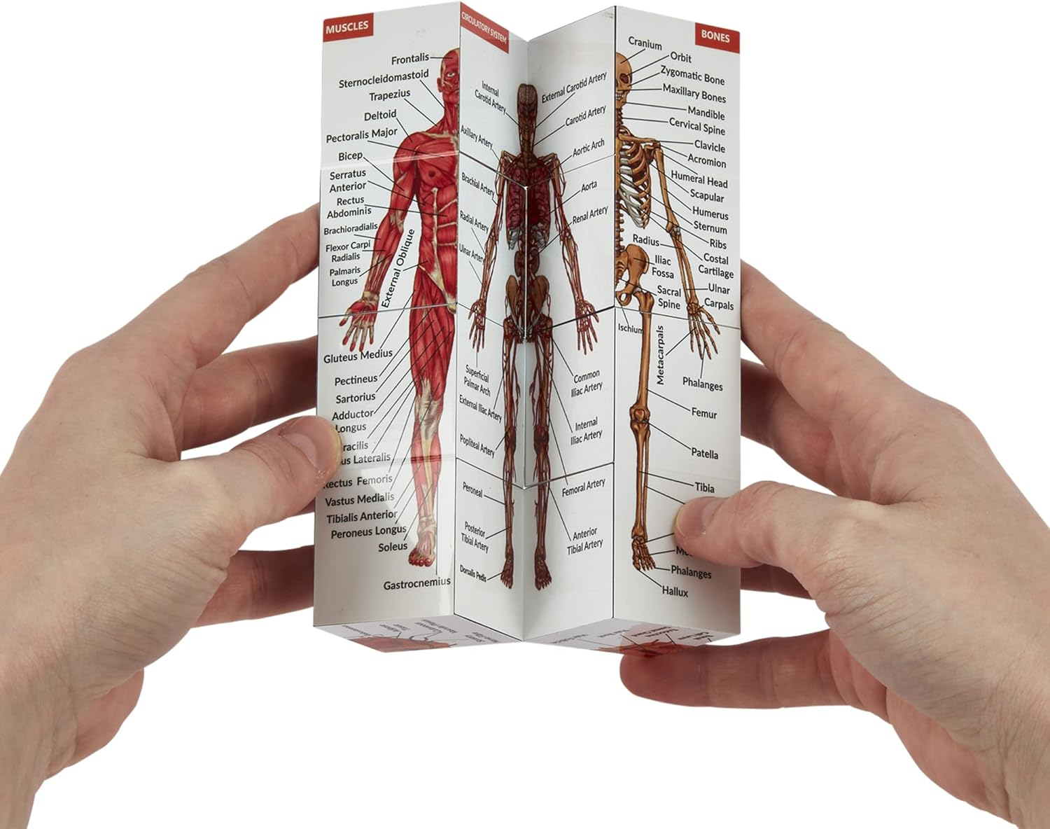 Human Anatomy Study Cube | Study 9 Parts of the Human Body | Perfect Anatomy Revision Guide | Addictive Anatomy Model Cube | Great Gift for Nurse, Dentist, Medical Students image number 1