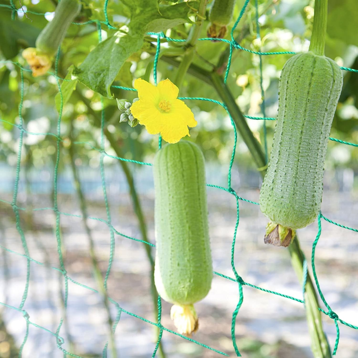 Trellis Netting for Climbing Plants, Heavy Duty Garden Vegetable Cucumber Grow Net, Outdoor Indoor Plants Trellis Net for Beans Tomatoes Green Peas Pumpkin Flowers (32.8 X 6.6 Ft) image number 6