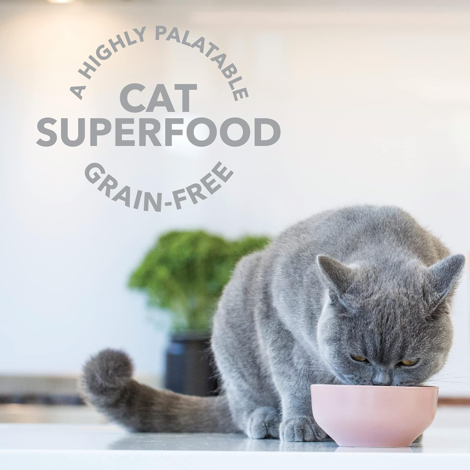 Feline Natural Grain-Free Freeze-Dried Cat Food Supplement (Lamb Tripe) image number 4