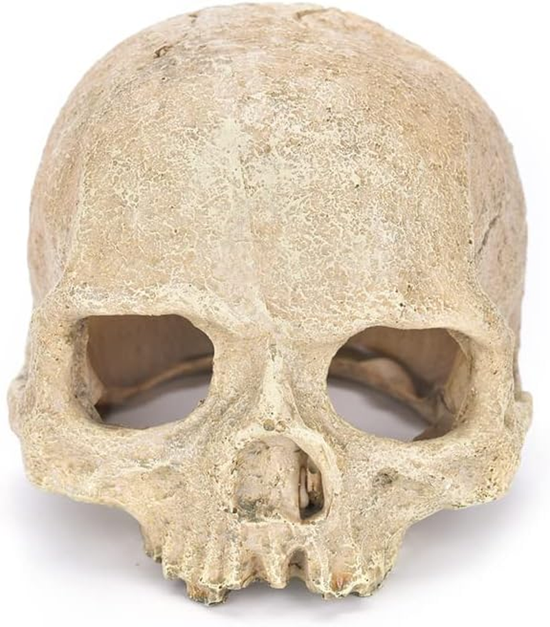 AIMALL Artificial Fake Skull Head Bone Aquarium Ornament Fish Tank Decoration, Safe for All Aquatic Environments, Realistic Design for Reptile Terrariums image number 5