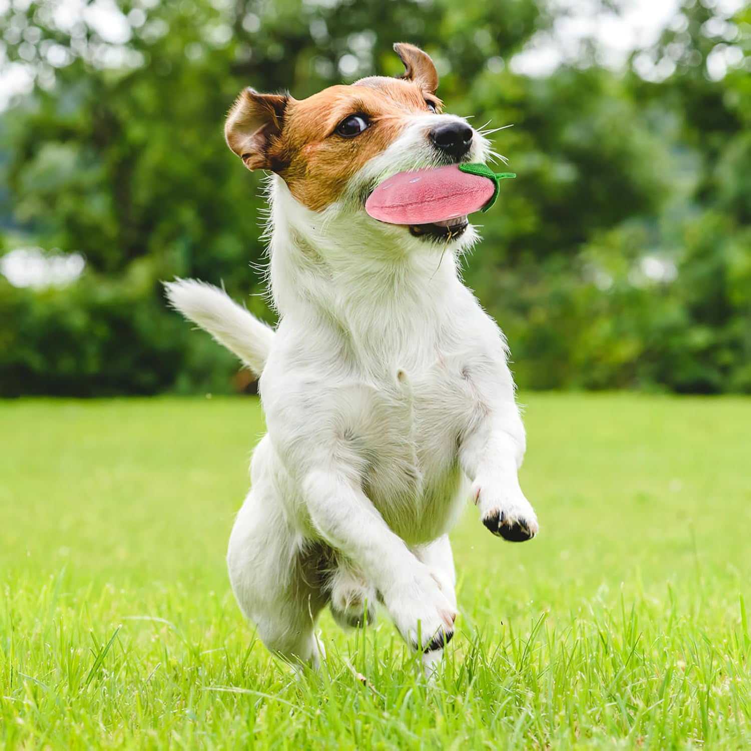 Toddmomy 2Pcs Squeaky Dog Toys,Soft Strawberry Shape Plush Dog Toys Interactive Dog Chew Toys for Medium, Small Puppy Dogs Teething Toys image number 4