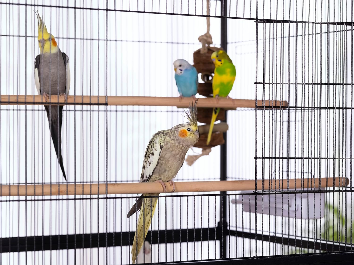 Prevue Pet Products Wrought Iron Flight Cage with Stand F040 Black Bird Cage, 31-Inch by 20-1/2-Inch by 53-Inch image number 2