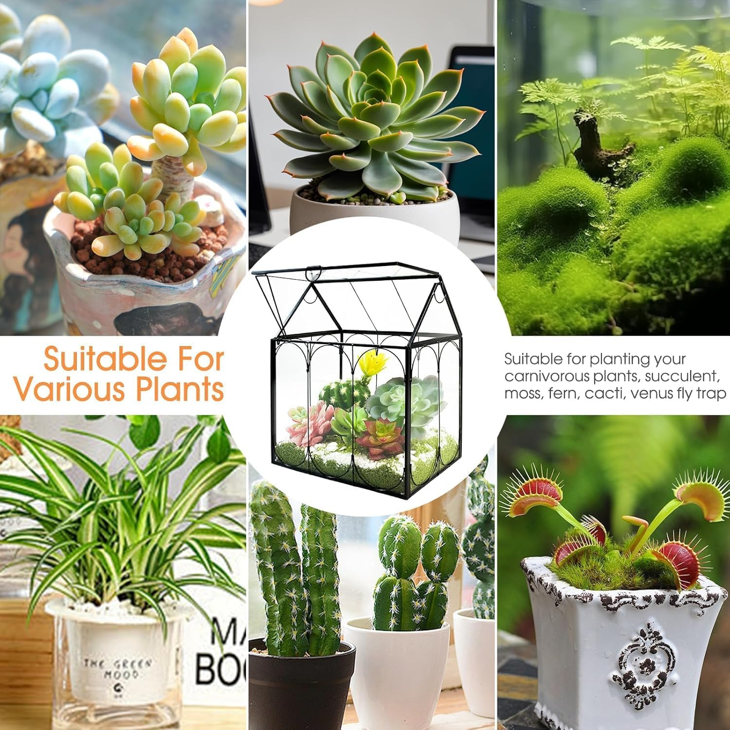 Glass Plant Terrarium with Lid &ndash; House-Shaped Indoor Terrarium Jar Kit for Succulents, Venus Flytraps, and Air Plants &ndash; Decorative Mini Planter for Home or Office (No Plants or Light Included)