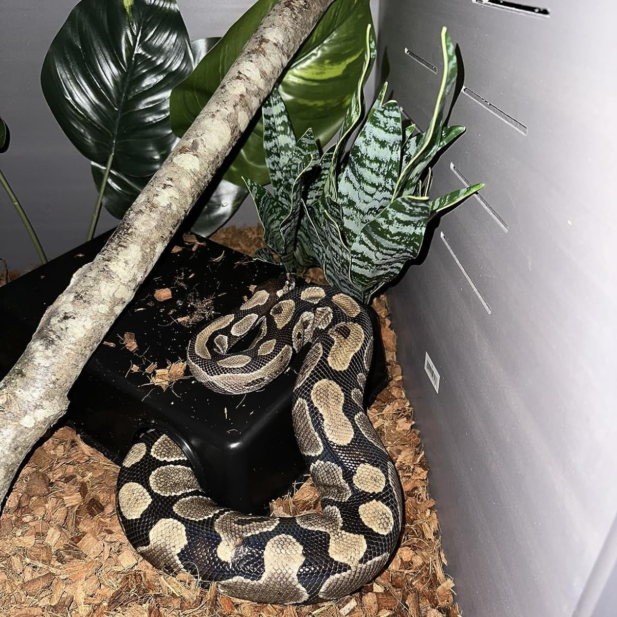 Amypet Large Snake Hide for Ball Pythons and Different Size Snakes Durable Material Easy to Clean,Big Enough for Ball Python 42X27X11Cm (XXL) image number 4