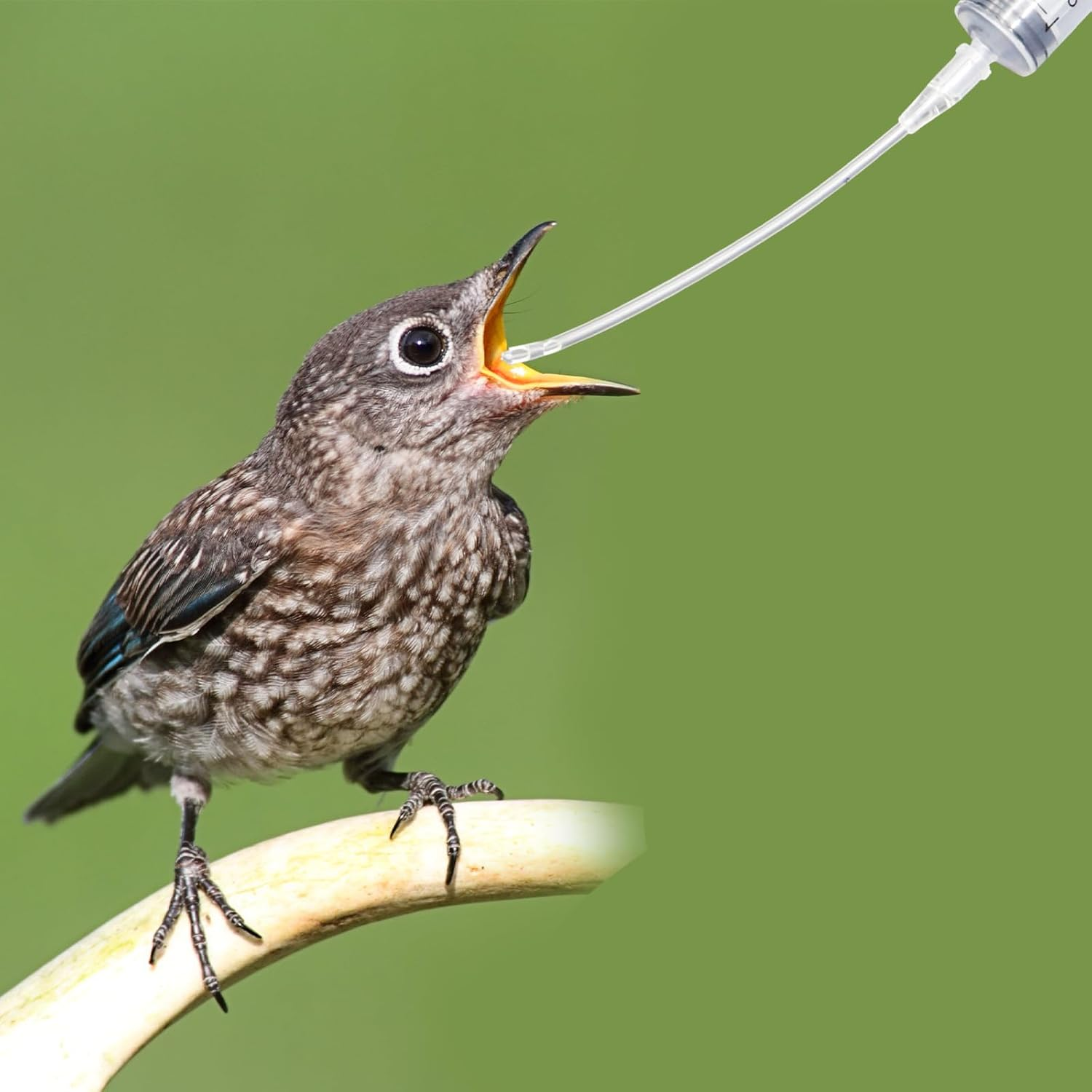 Syringe with Hose, Young Birds Feeder Set, Syringe 10 Ml with 10 Pieces Hose, Pigeon Accessories, Baby Birds Parrot Supply Syringes, Hand Feeding Tool, for Feeding Milkbirds Parrots Small image number 4