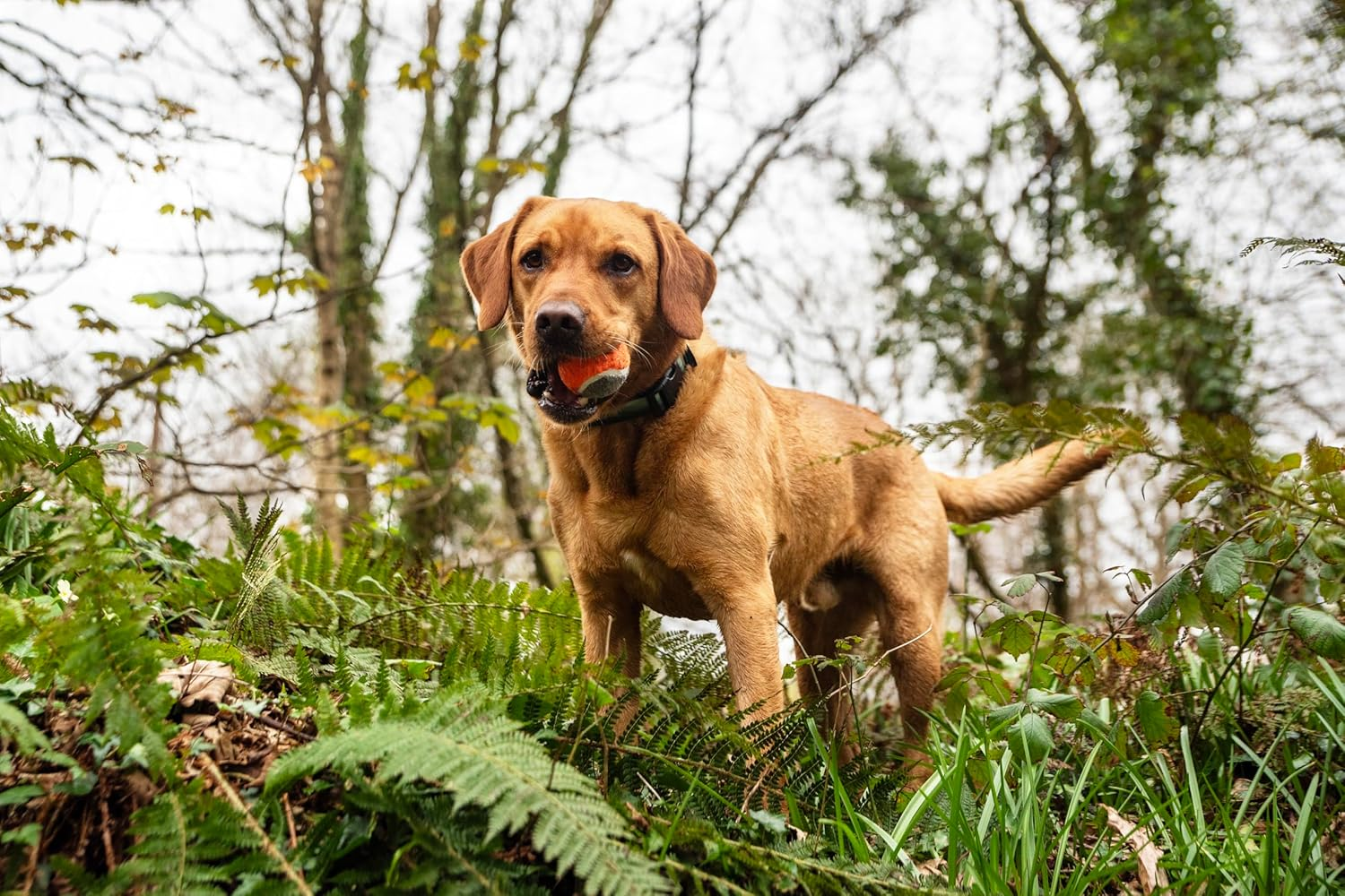 Mountain Paws Dog Tennis Balls High-Visibility & Tough, 3-Pack