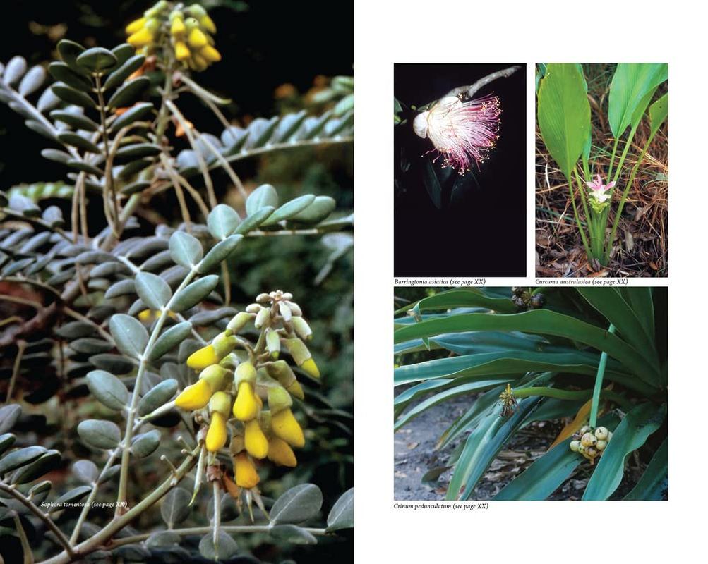 Australian Medicinal Plants: a Complete Guide to Identification and Usage image number 1