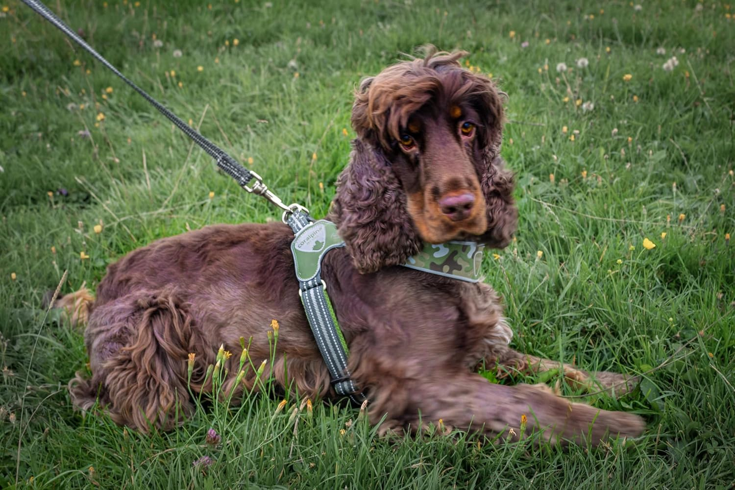 Coralpina - Adjustable Camouflage Harness for Dogs with Different Neck and Chest Diameters, Soft and Durable, Does Not Damage Hair or Hinder Movement, Color image number 4