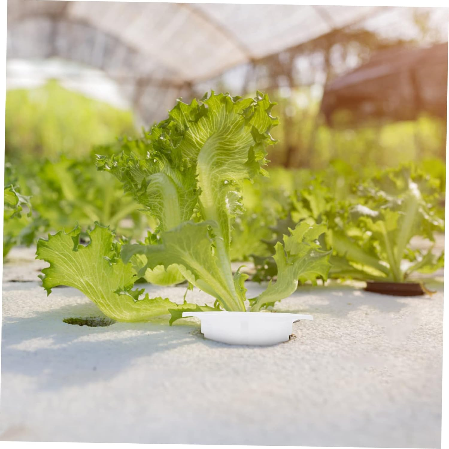 CIMAXIC 50Pcs Plastic Planting Basket Hydroponic Basket for Soilless Planting Cup Garden Supplies for Seedling Pots and Hydroponic System Use image number 1