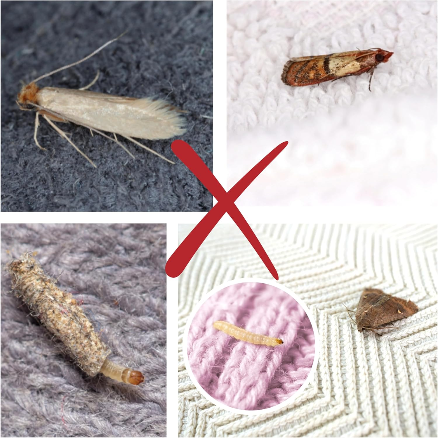 CARPET and CLOTHES MOTH TRAPS. 7 Pack of Toxin-Free, Sticky Pheromone Traps That Attract and Kill Carpet Moths and Clothes Moths.