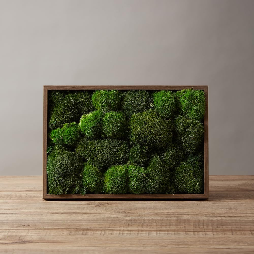 Prefleur 2 Color Mix Pack Preserved Pole Moss Pillow Bun Cushion Natural DIY Kit Art Wall Decor Florist Easter Table Wedding (1.5 Sq.Ft, Green-A, Green-B) image number 2