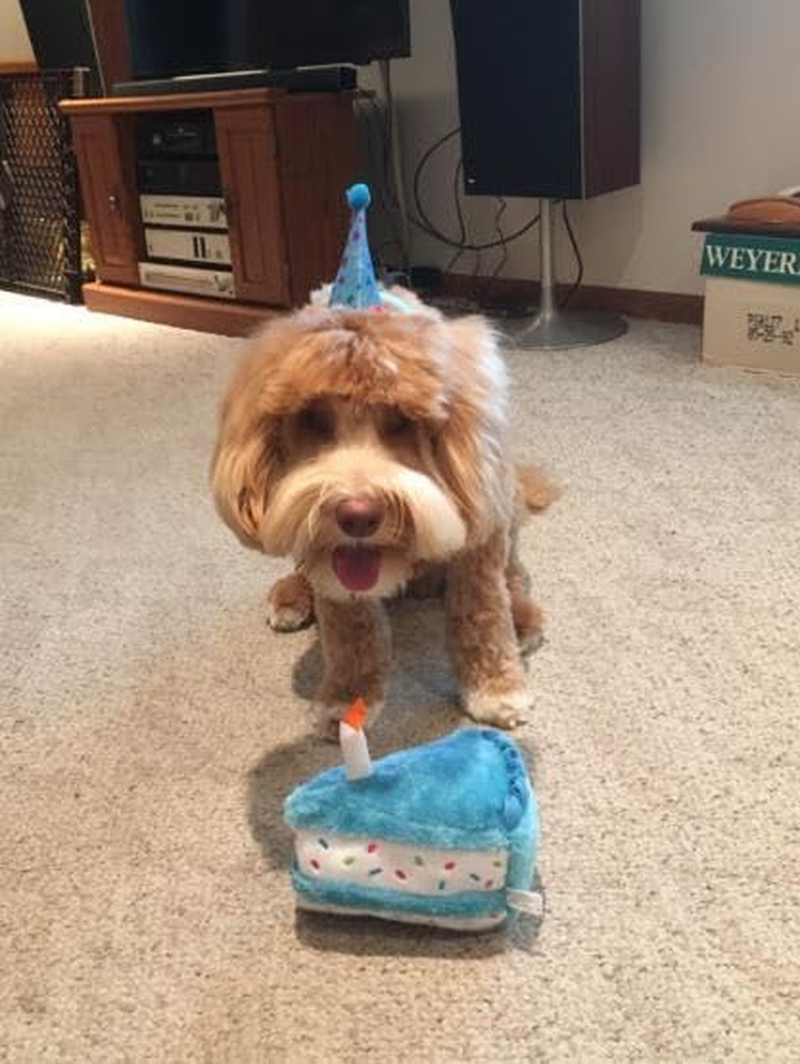 Dog Plush Toy, Dog Birthday Girl Boy Gifts, Tuffy Dog Squeaky Toys, Funny Stuffed Animals Toys with Cotton Material, Durable Chewing Toys (Birthday Cake Slice, Blue) - Birthday Cake, Candles image number 2