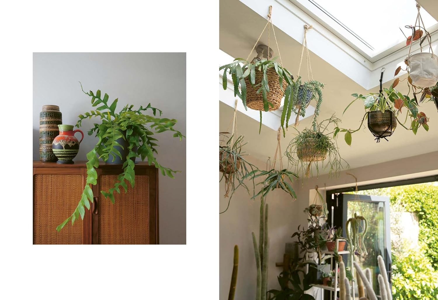 The Plant Rescuer: the Book Your Houseplants Want You to Read image number 3