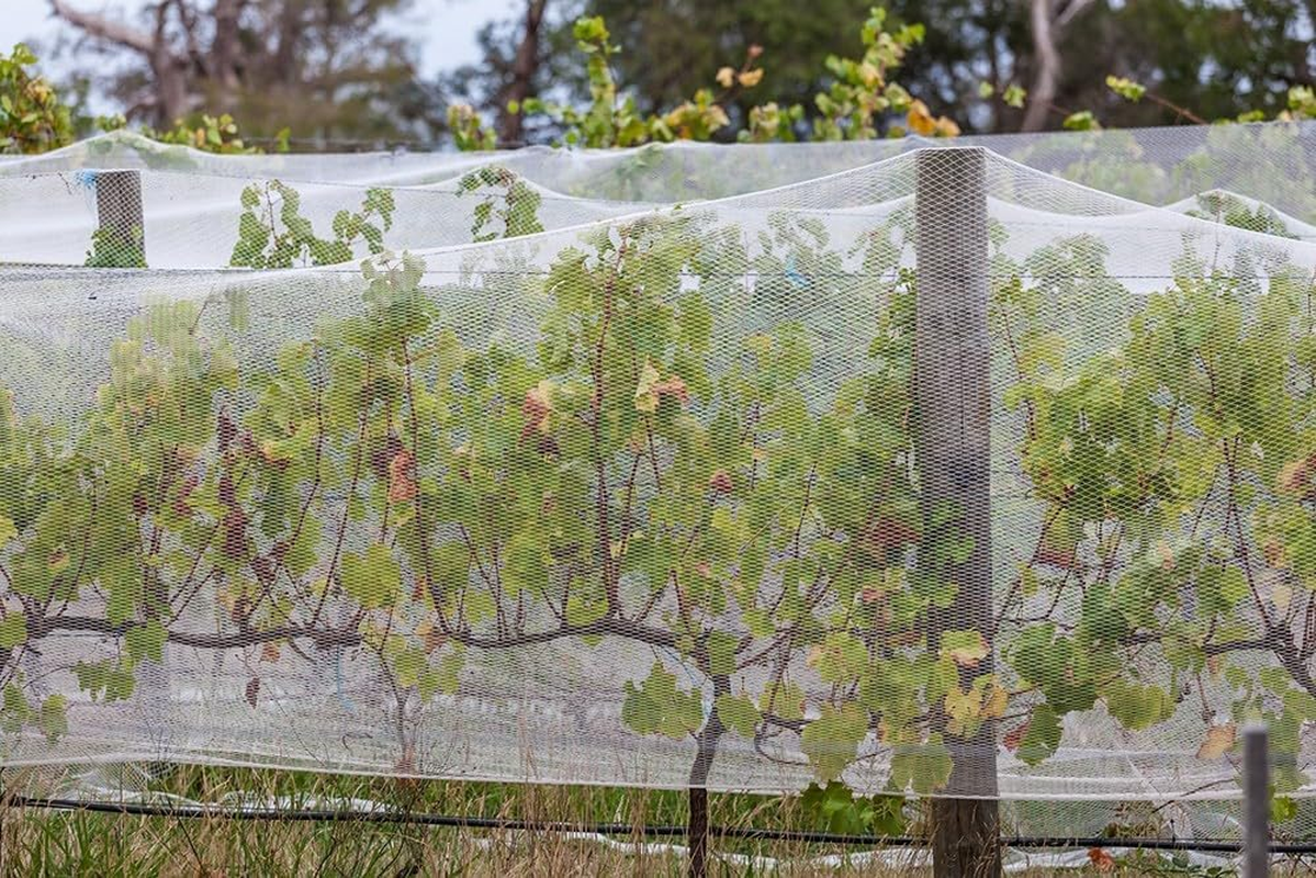 Abshade Commercial Birdnet, Black, 5 X 100 Meters image number 2