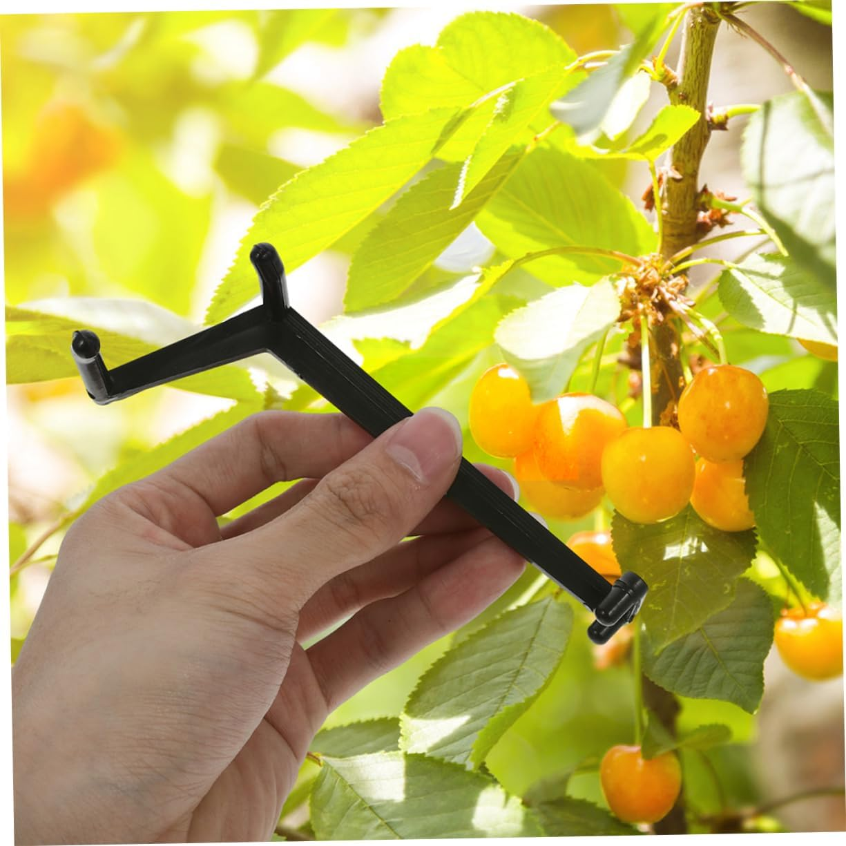 HANABASS 50Pcs Fruit Tree Limb Spreaders and Branch Clips for Gardening, Large Black Resin Stem Benders for Tree Branch Training and Shaping, Plant Support Tools for Orchard and Home Garden Use image number 2