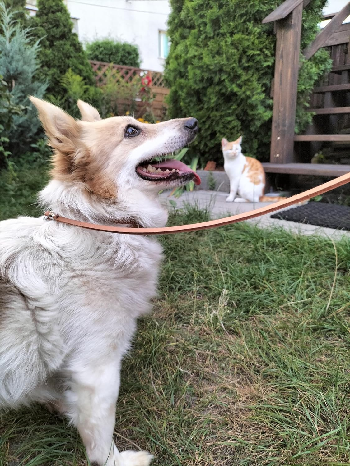 Dingo Very Strong and Durable Dog Leash from Genuine Leather Natural 10003 image number 5