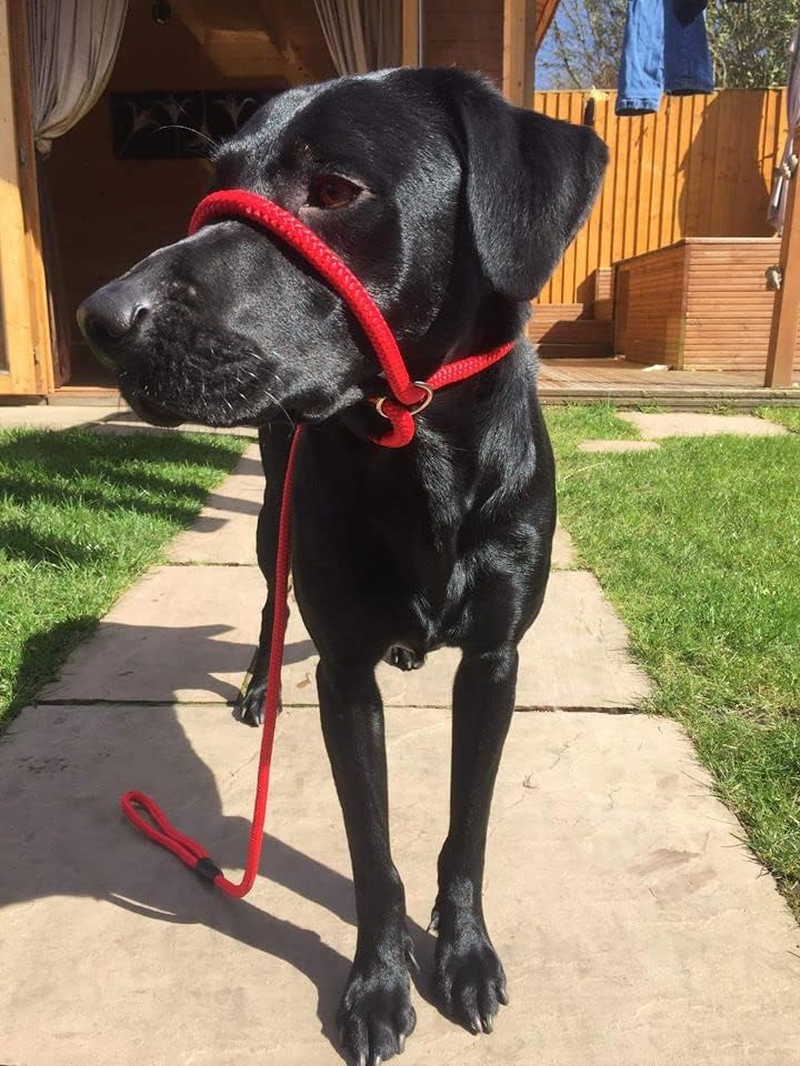 No More Pulling! anti Pull Lead Field Figure 8 / Halter/Head Collar One Size Fits All Super Soft Braided Nylon Comfortable Make Your Walks More Enjoyable -Instructions Included (Pink) image number 2