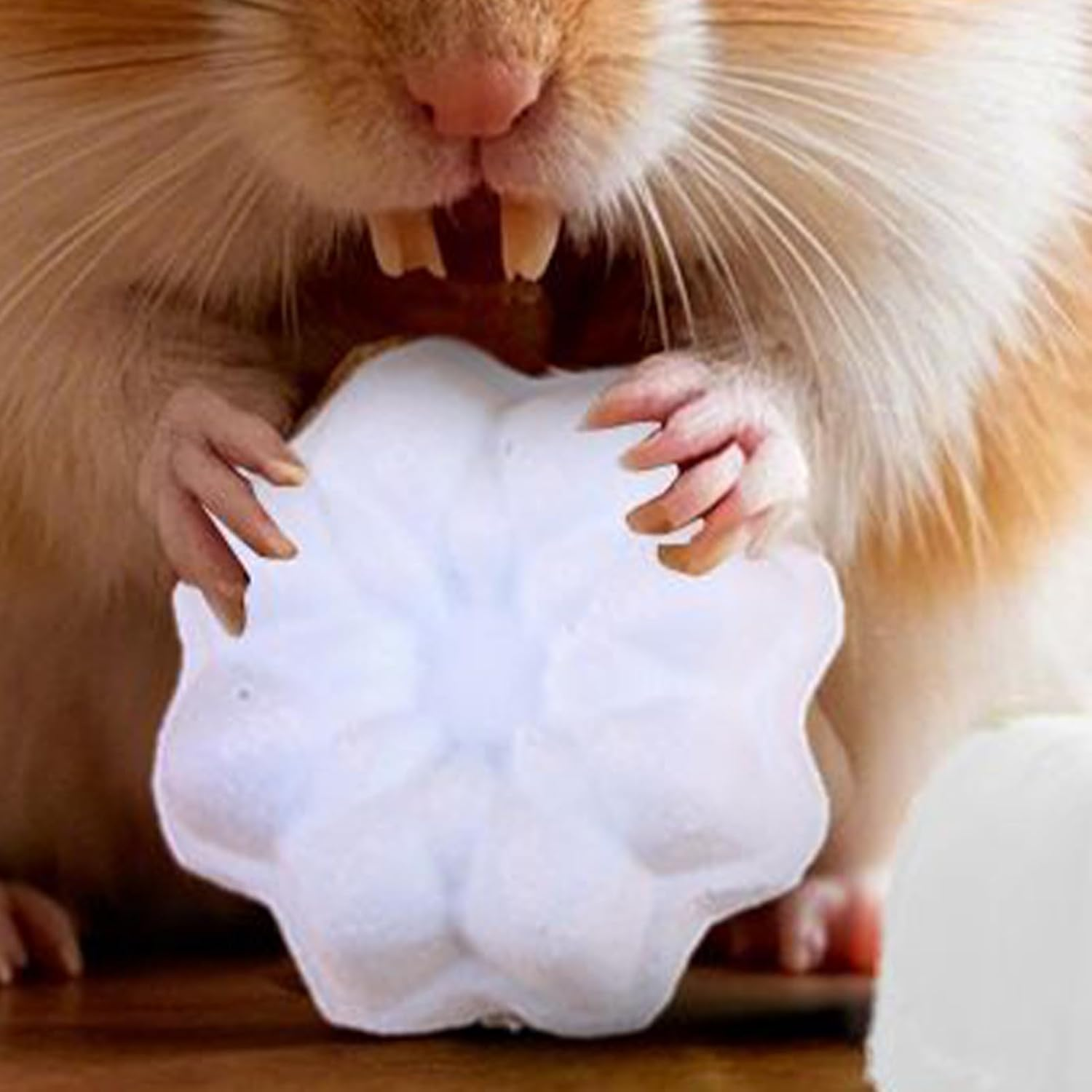 CAPORE CAMINARE CAMINARE, MASSION FIELD, Chewing Toys for Small Animals &ndash; Fun Siewble Natural Food for Rat Rabbit Ferret, Interactive Enrichment to Forage the Exerci image number 2