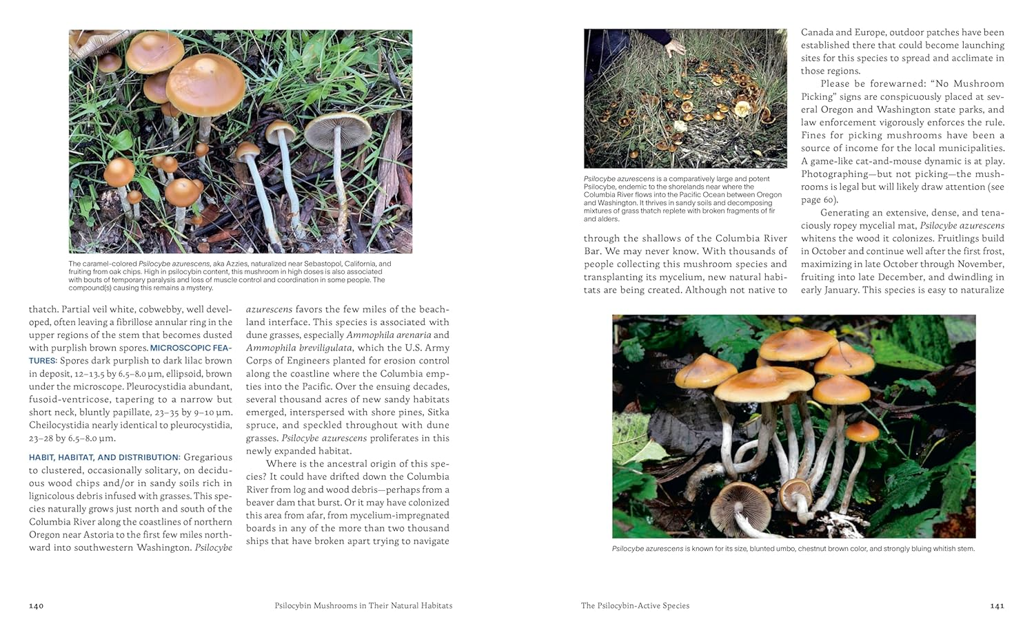 Psilocybin Mushrooms in Their Natural Habitats: a Guide to the History, Identification, and Use of Psychoactive Fungi image number 4