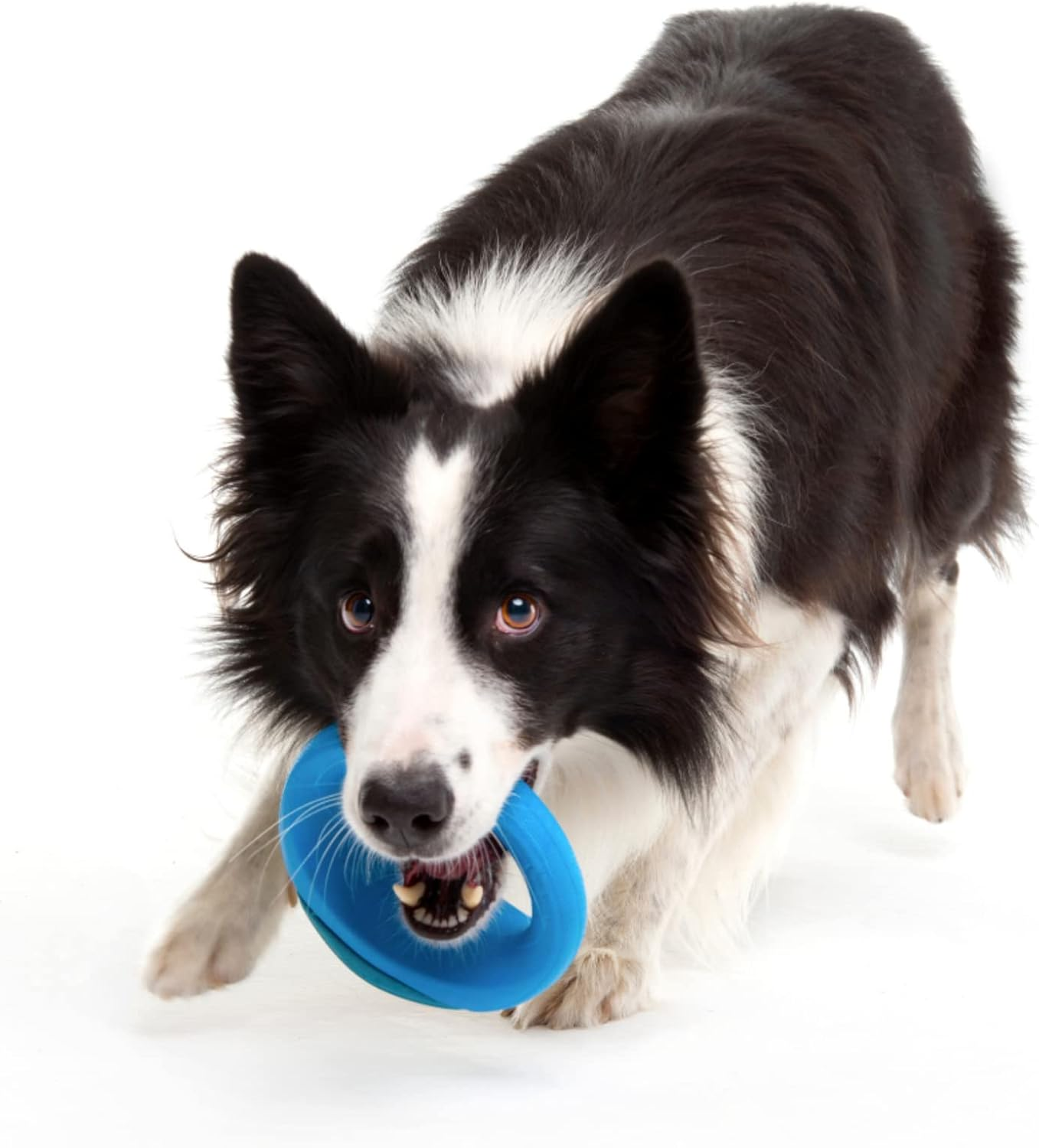 Rogz Pop up Self Righting Flyer Dog Toy Blue Large image number 2