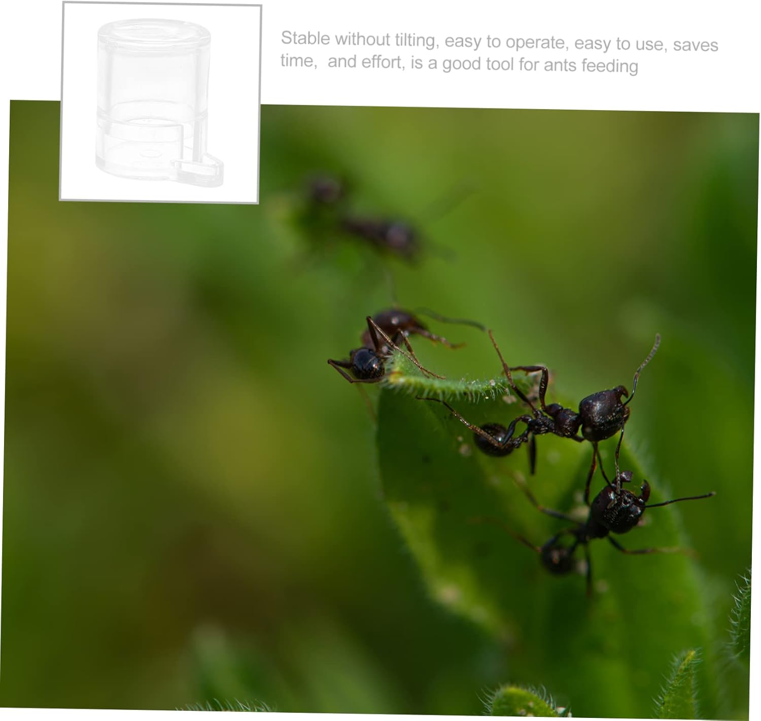 Ant Water Feeder Bowl Acrylic Small Size Formicarium Nest Drinking Tool for Ant Habitat Pet Supplies image number 1