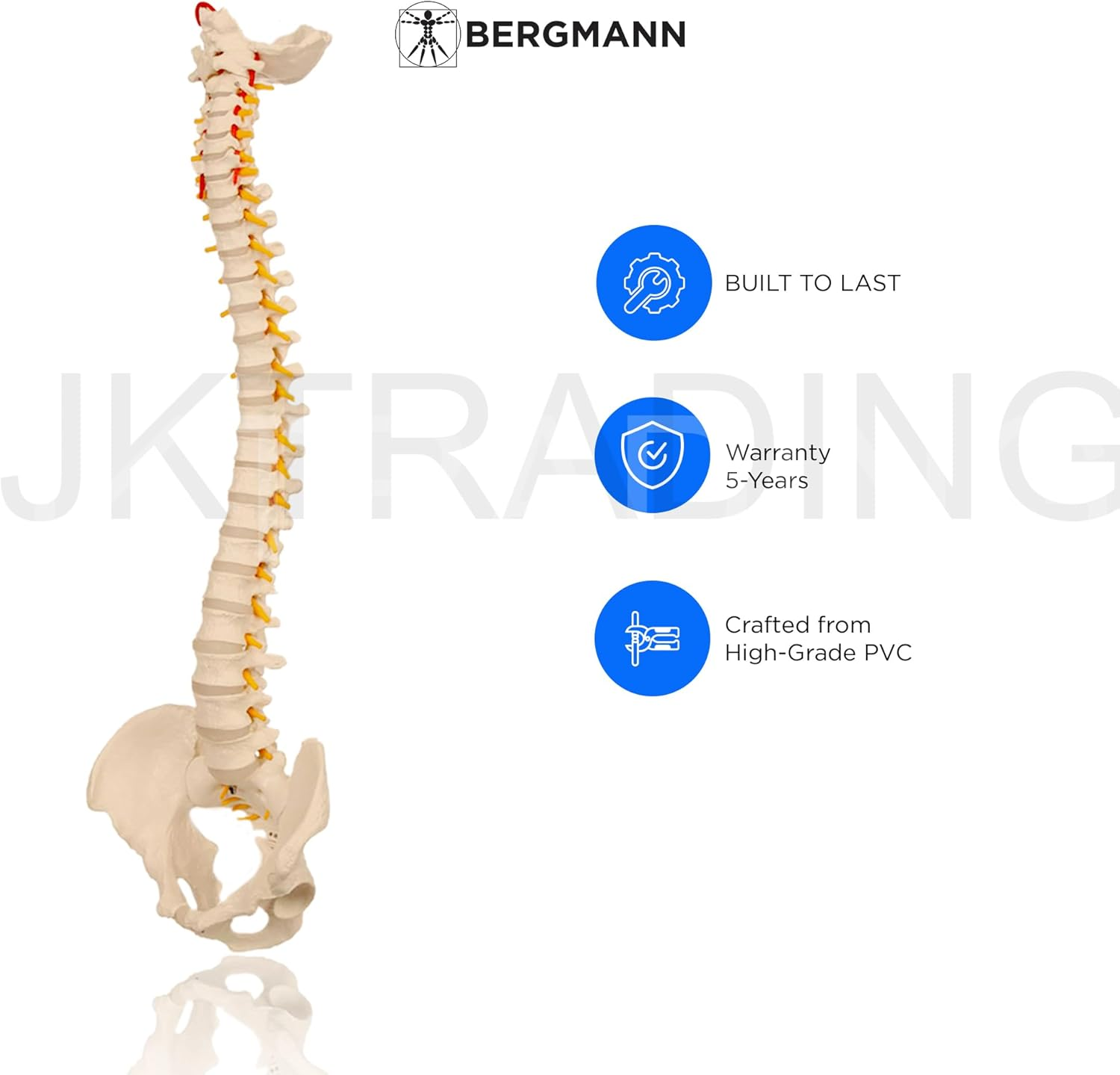 Bergmann Flexible Life Size Spine Model - 86Cm Spine Anatomy Model with Nerves, Vertebrae, Arteries, Lumbar Column - Pelvis Model - Anatomical Model - Medical Model Includes Stand image number 7