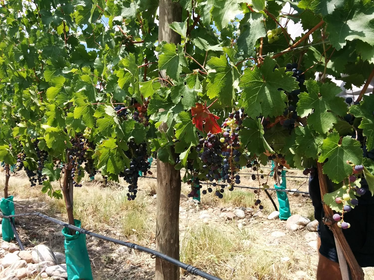 2015 Aluvi&oacute;n Vineyards Malbec Wine "Ignifugo" from the Uco Valley, Mendoza, Argentina image number 1