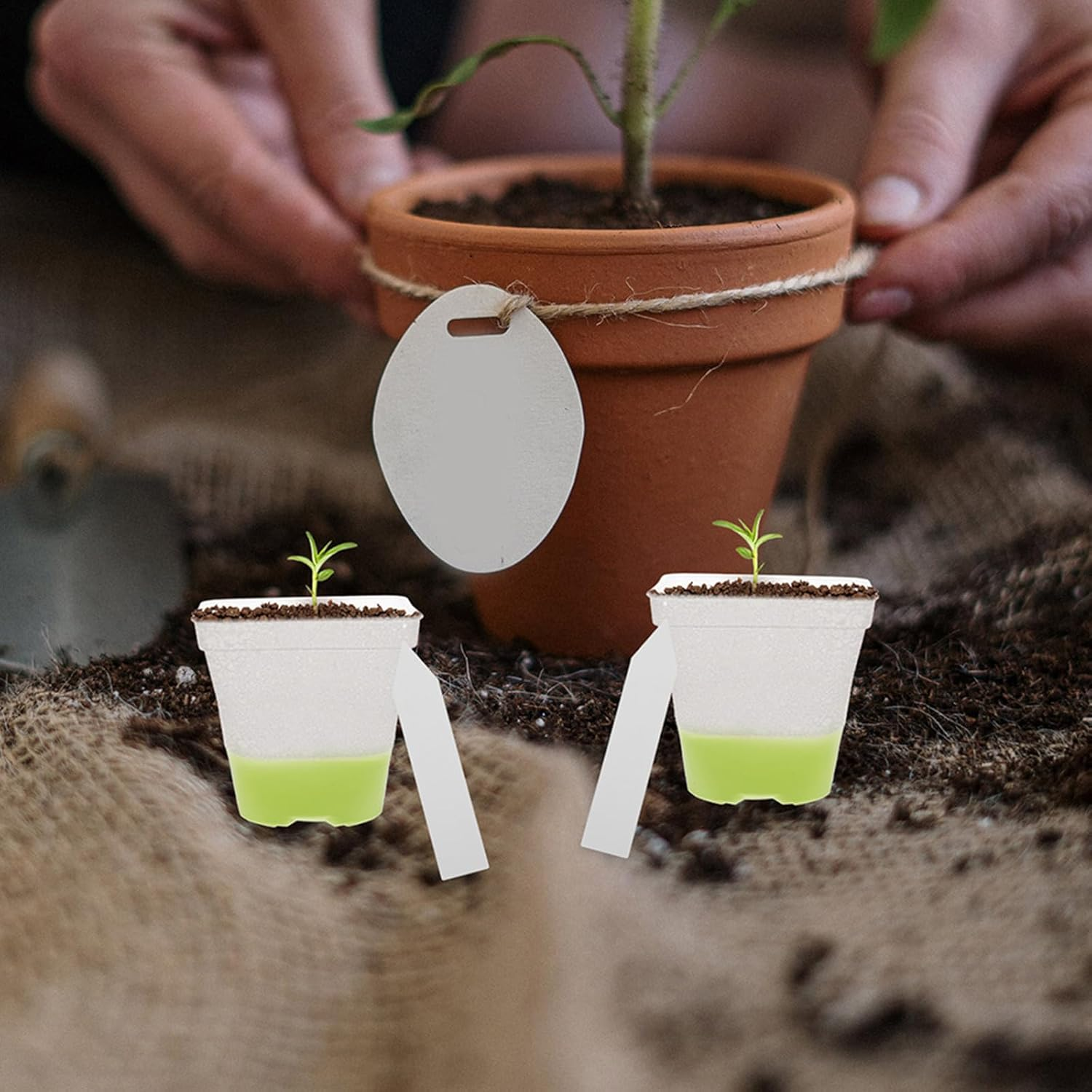 FONDOTIN 18Pcs Clear Plant Nursery Pots - 3" Reusable Plastic Planters with Drainage - Silicone Base Starter Pots for Seedlings Propagation Greenhouse Gardening image number 6