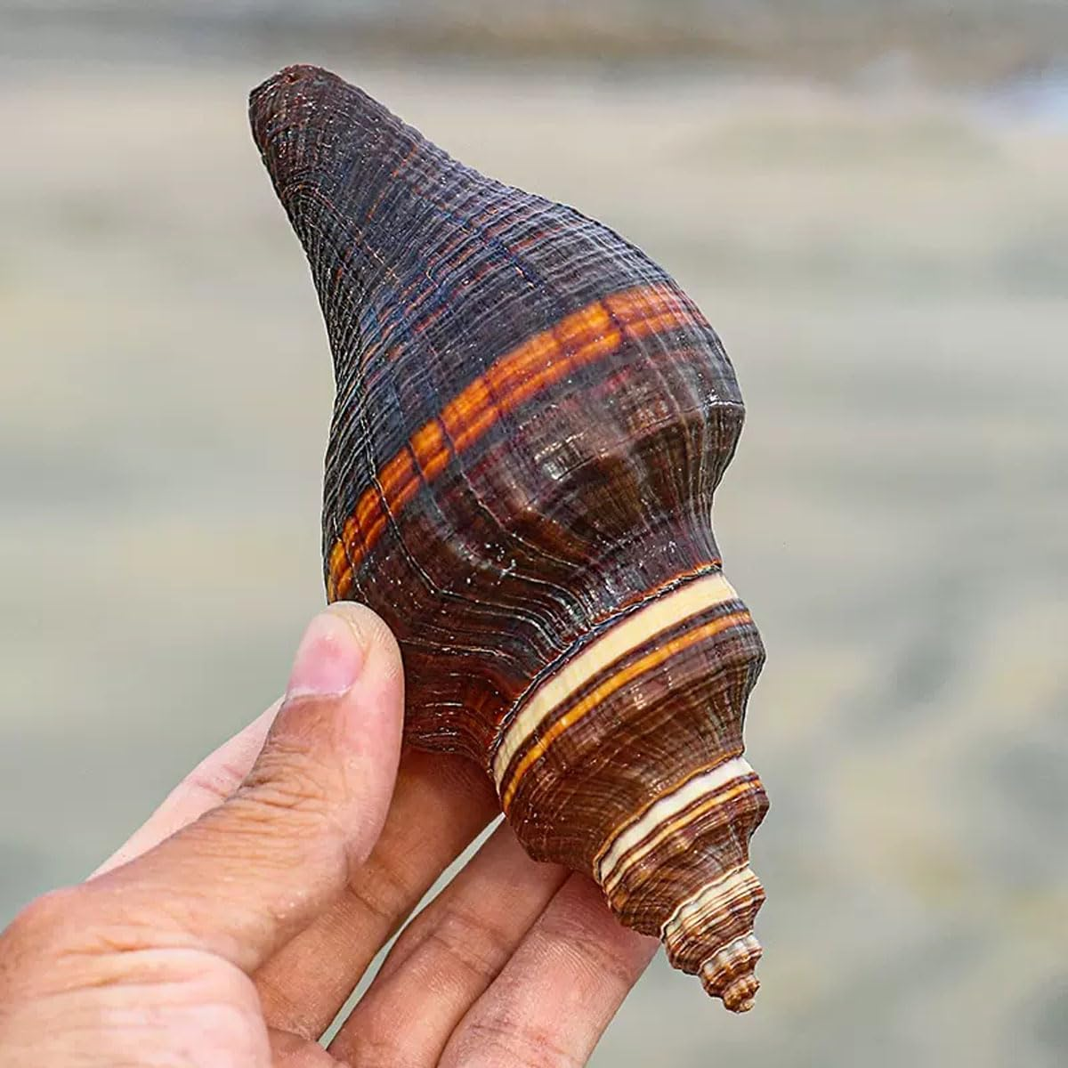 Shells,Conch Shell, for Decoration Natural Conch Shell 12-15Cm for Wedding Decor Beach Theme Party, Home Decorations,Diy Crafts(11~12Cm) image number 1