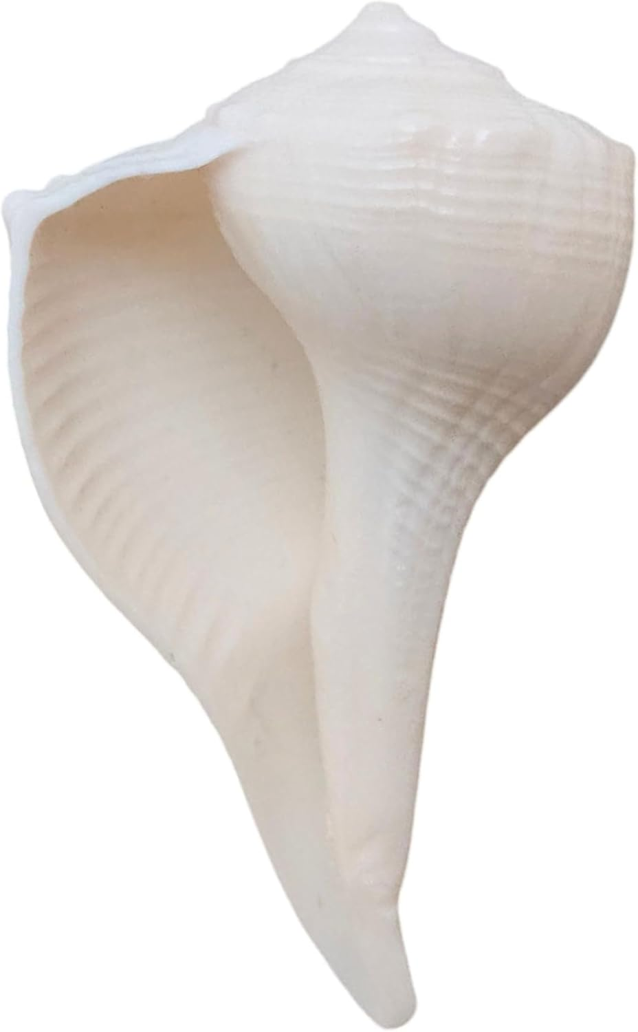 Dakshinavarti Shankh 2"Inch &ndash; Rare Right-Handed Valampuri Conch | White Lakshmi Shankh for Pooja, Abhishek, Vastu | Natural Hindu Religious Shell for Worship & Gifting &ndash; Small Size image number 3