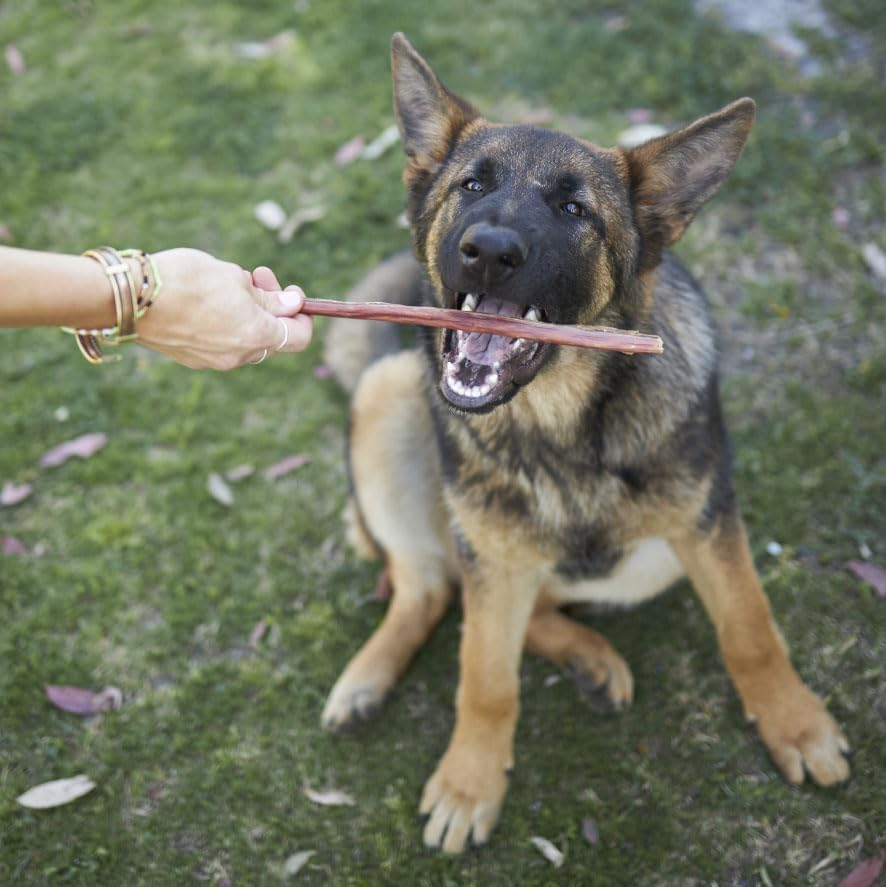 Kazoo Prime Cuts Beef Bully Sticks - 15Cm 6 Pack image number 3