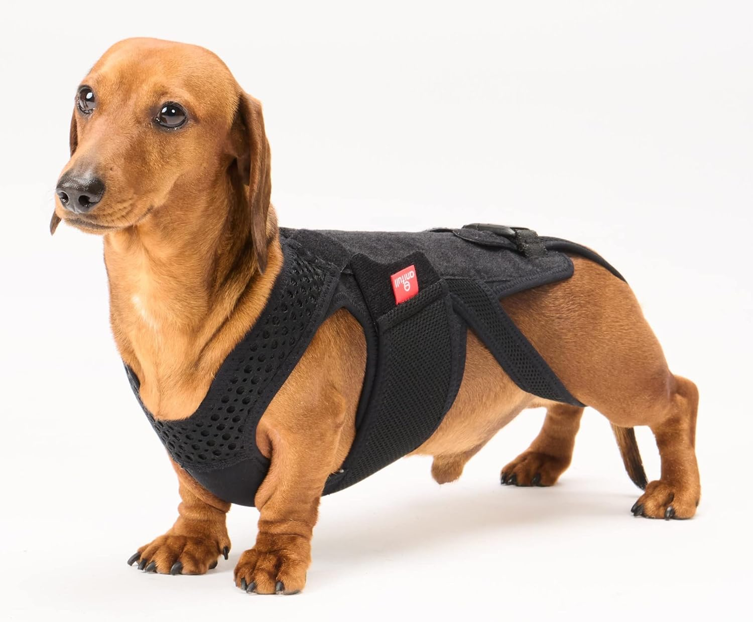 Aniful Dog Coll with M [Dog Corset] Black image number 4