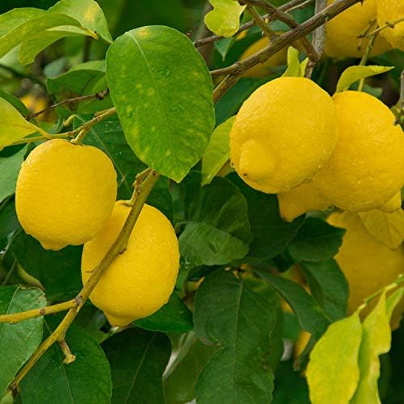 NEAL'S YARD REMEDIES Herbal Citrus Hand Wash Gift Set