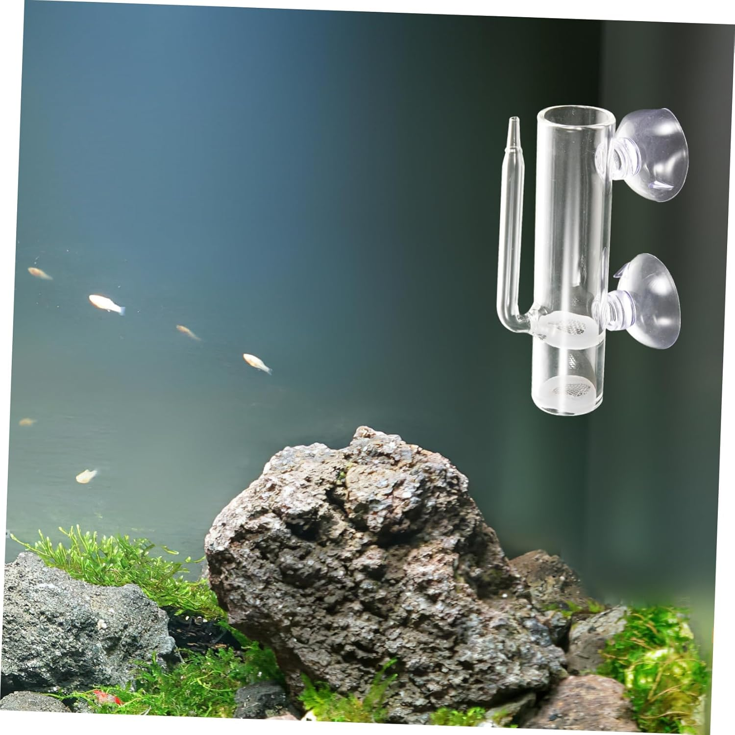 CVUTOVO Shrimp Egg Hatchery Glass Aquarium Incubator Suction Cups Brine Shrimp Breeding Box Fish Isolation Container for Aquatic Pets and Hatchling Cultivation image number 5