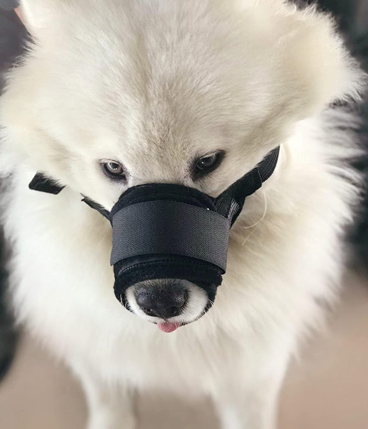 Pack of 2 Nylon Muzzles for Dogs, Breathable, Safe, Quick Fit for Small, Medium Dogs, Breathable Mesh, Prevents Biting, Chewing and Barking (L, Black Yellow)