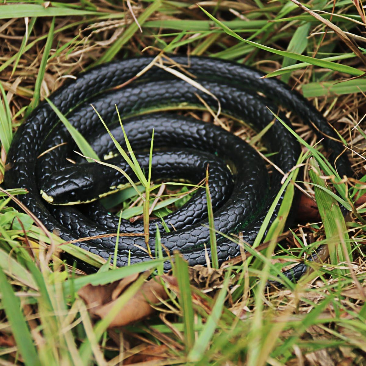 Realistic Rubber Snake Toy, 125Cm Long, Lifelike Garden Prop, Versatile Prank Tool for Parties and Festive Fun image number 2