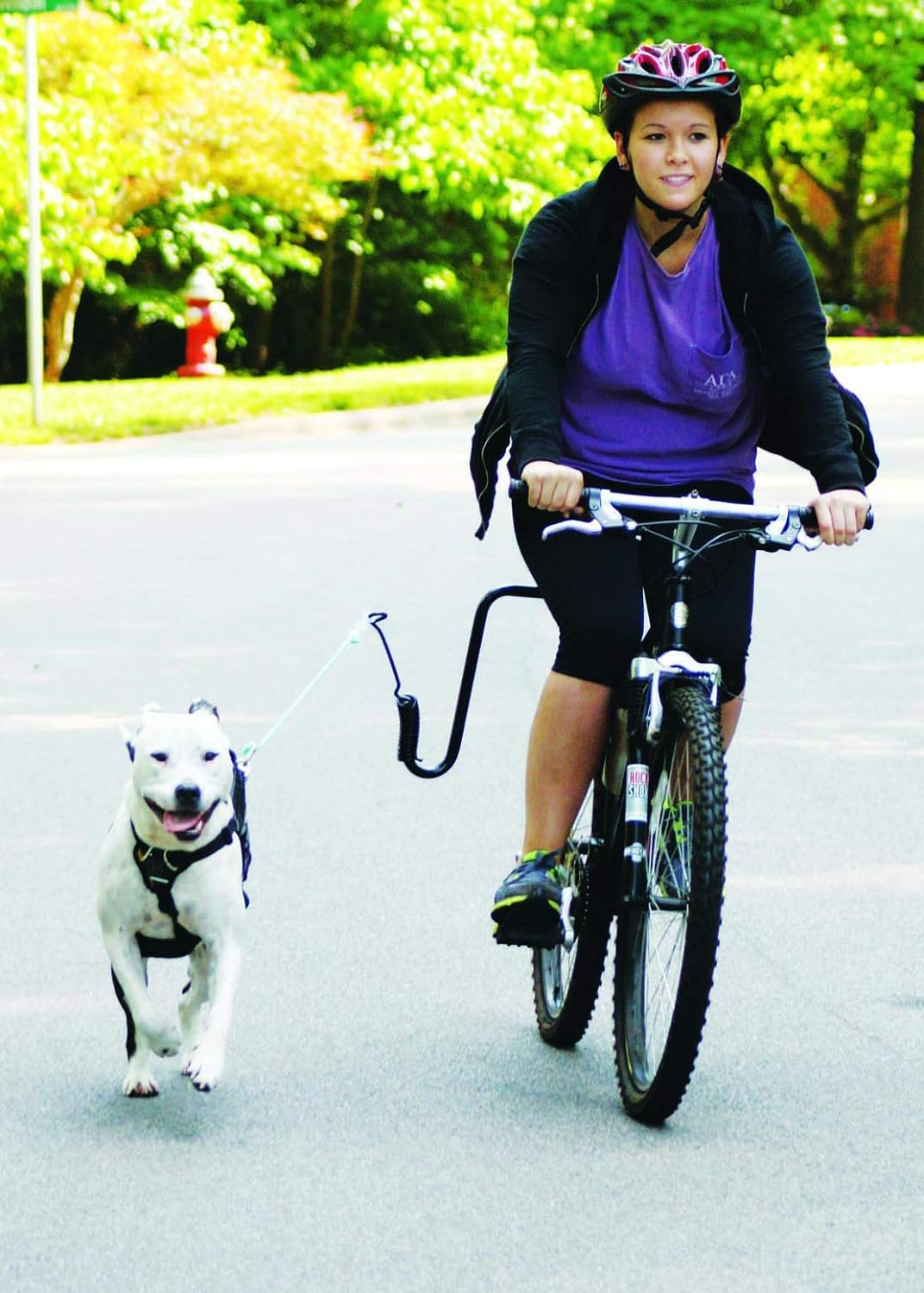 Springer Dog Exerciser, Biking with Your Dog