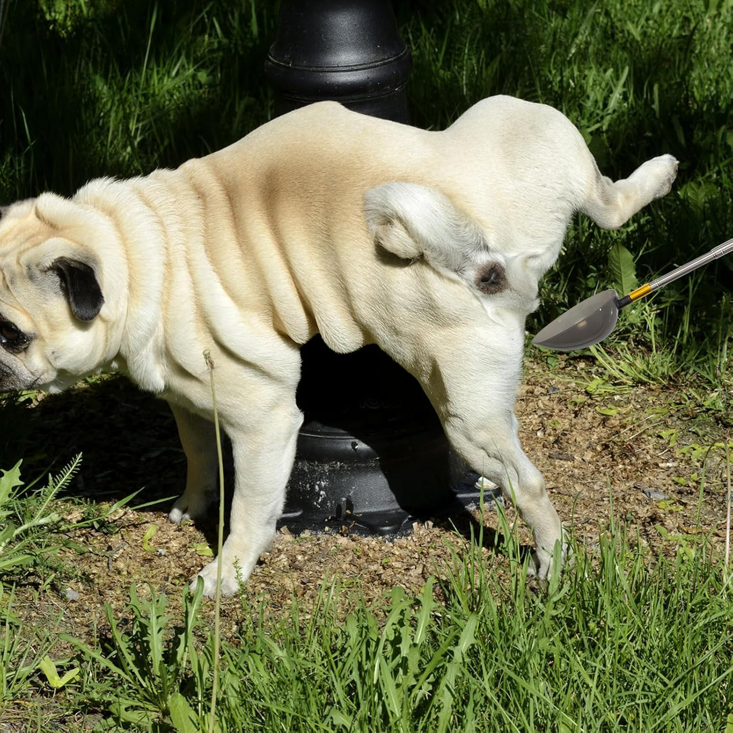 Qotang Pet Urine Collector, Urine Collector for Dogs and Cats, Telescopic Urine Collector for Dogs, Pet Urine Stick, Urine Sample Catcher, Reusable Dog Urine Collector image number 2