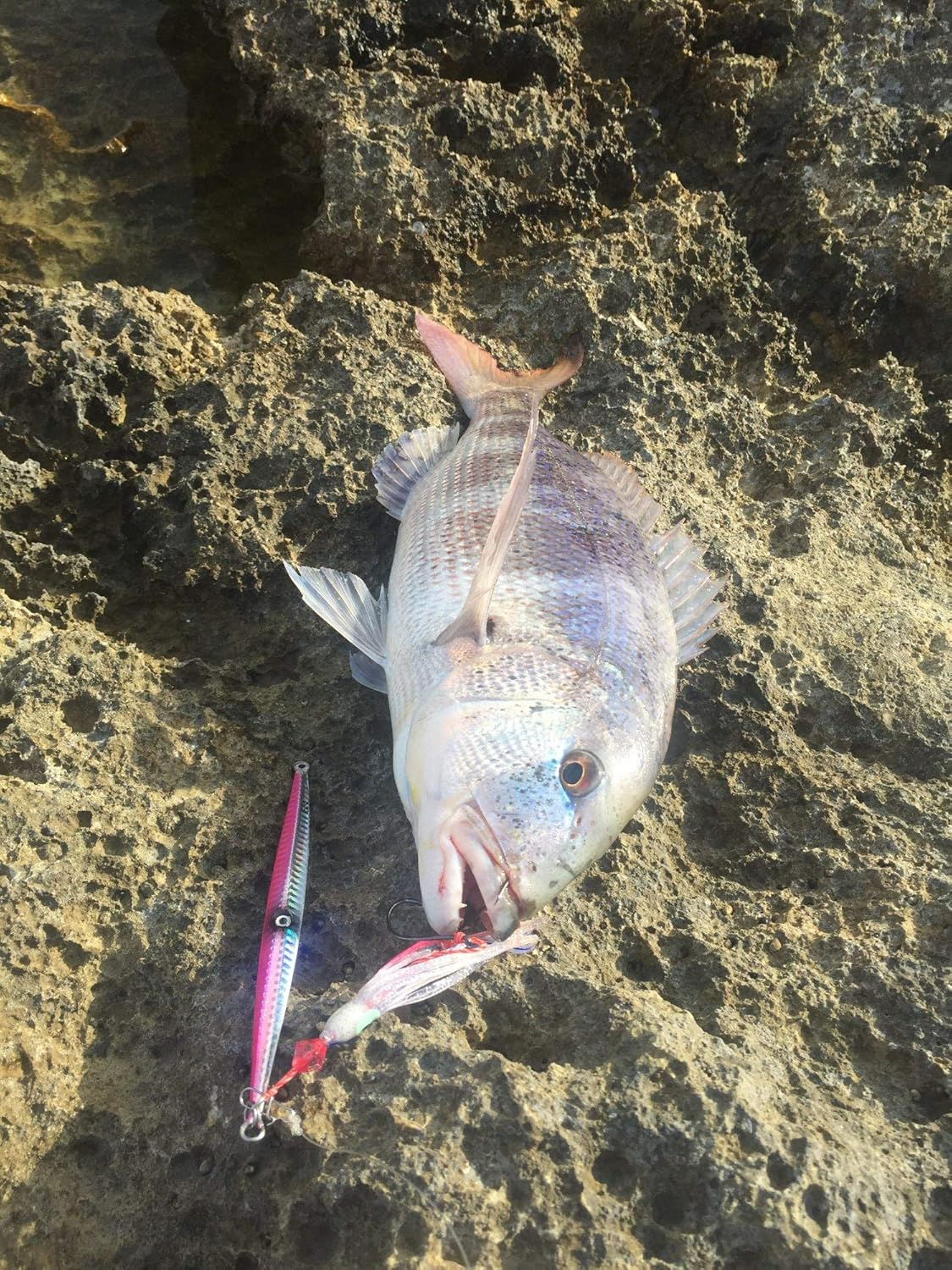 Fishing Squid Skirts Glow Lures Luminous Octopus Skirtstrolling Lure Soft Plastic Fishing Bait for Bass Salmon Trout 5Cm/1.96In,9Cm/3.54In,11Cm/4.33In Pack of 20 image number 4