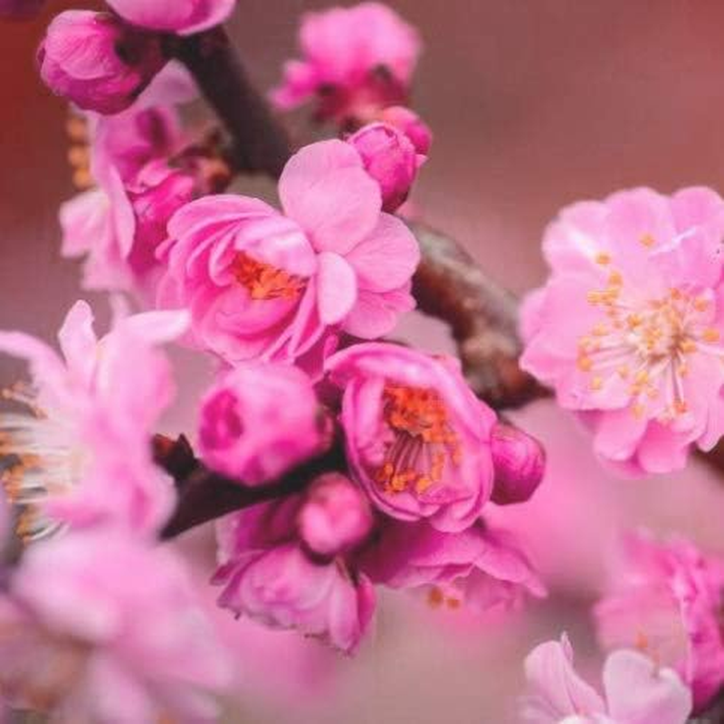 Bescon Polyhedral RPG Dice Full 35Pcs Blossom Set, DND Role Playing Game Dice 5 X 7 Pieces image number 1